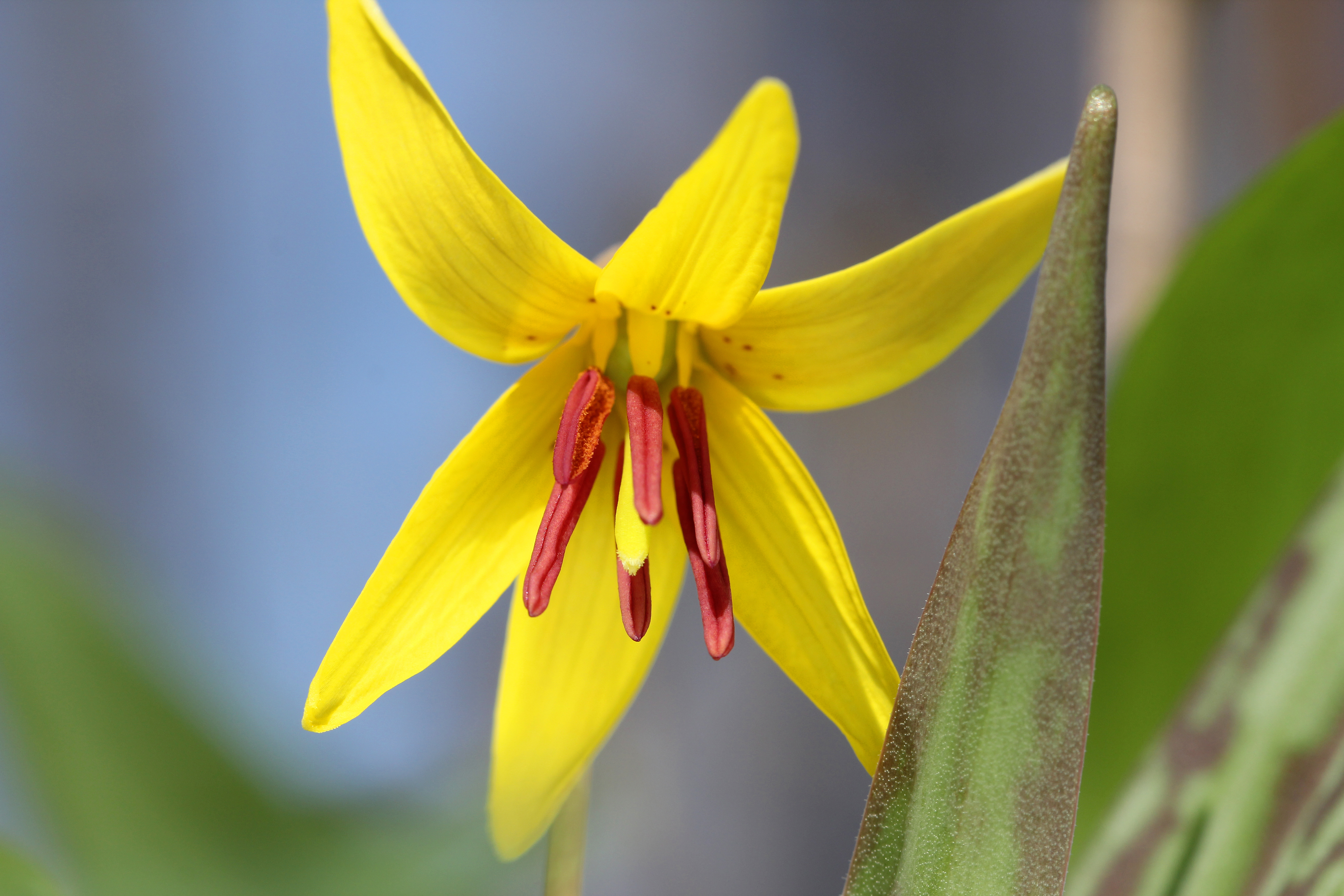 Trout lily hotsell